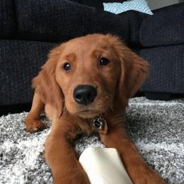 Daisy - Apricot female Goldendoodle puppy in Brandon, Florida from Murphys Doodles