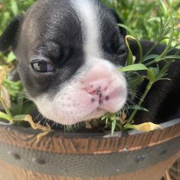 French Bulldog Puppies from Nick’s pups