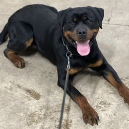 Rottweilers from Connhaus Rottweilers