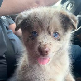 Pomsky Puppies from Pomskies 4 Dayz