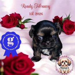 Cupid - Red and tan female Shih Tzu puppy in Sacramento, California from NANA’S  QUALITY SHIH TZU'S