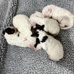 Australian Shepherd, Lagotto Romagnolo, and Pembroke Welsh Corgi Puppies from SS Australian Shepherds
