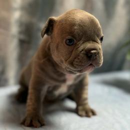 Billi - Blue fawn male French Bulldog puppy in Tulsa, Oklahoma from Hart's Chihuahuas