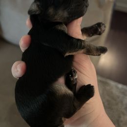Yorkipoo Puppies from Bayless Yorkiepoos