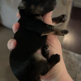 Yorkipoo Puppies from Bayless Yorkiepoos