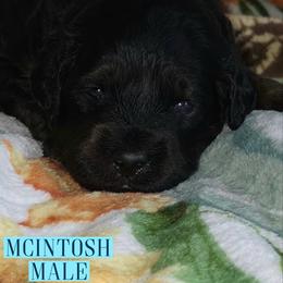 McIntosh - Black male Goldendoodle puppy in Beecher, Illinois from Erica’s Doodles