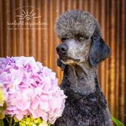 Poodles from Cascadia Standard Poodles