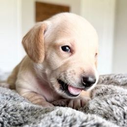 MOLLY - Cream female Dachshund puppy in Fort Worth, Texas from Chadwick Farms Mini Dachshunds