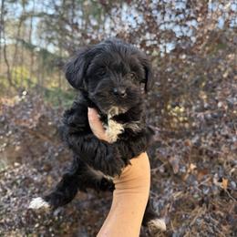 Mocha - Black female Yorkipoo puppy in Henderson, North Carolina from Dorans Danes and Doodles