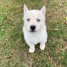 Siberian Husky Puppies from Dacogetic