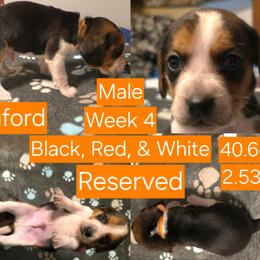 Buford Orange Male - Black red and white male Beagle puppy in Bemidji, Minnesota from Nse Farms Beagles
