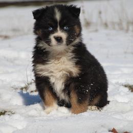 June - Black tri female Miniature American Shepherd puppy in Elgin, Oregon from Cross L Miniature American Shepherds