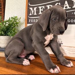 Orca - Blue male Great Dane puppy in Carencro, Louisiana from Halsey Danes
