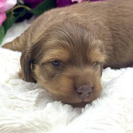 Boone - Chocolate and tan male Dachshund puppy in Exeter, California from Sawtooth Miniature Dachshunds