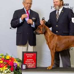 Rhodesian Ridgebacks from Sua Sponte Rhodesian Ridgebacks