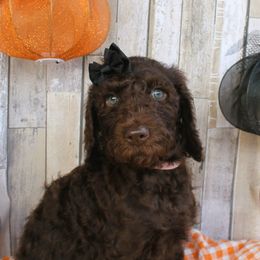 Tinkles - Chocolate Labradoodle puppy in Lanexa, Virginia from Lees Reach Farm
