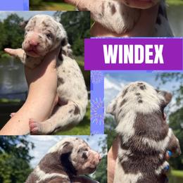 Windex - Chocolate female Great Dane puppy in Wellsville, New York from Prophecy Danes