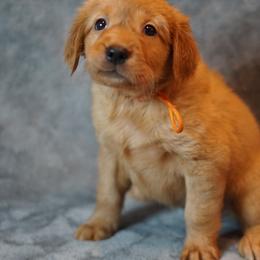 Orange Girl - Dark golden female Golden Retriever puppy in Ozark, Alabama from Nomadic Reds Golden Retrievers