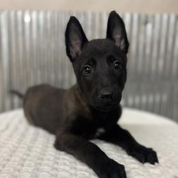 Orange Collar - Black sable male Belgian Malinois puppy in Muskegon, Michigan from Red Acres Working Line K9s