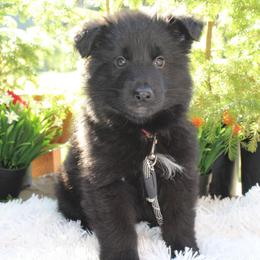 Skittles - Black male German Shepherd puppy in Oakland, Oregon from VHM German Shepherds