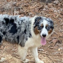 Stryker - Australian Shepherd