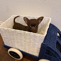 Bullet - Chocolate male Chihuahua puppy in Burleson, Texas from Tiny Diiamond Chihuahua