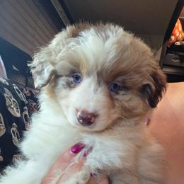 Miniature American Shepherd Puppies from Jem Miniature American Shepherds