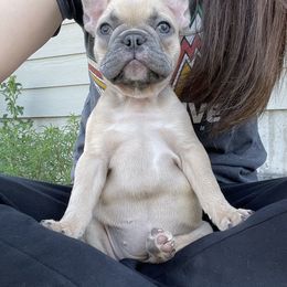 French Bulldog Puppies from Blue Lotus Frenchies