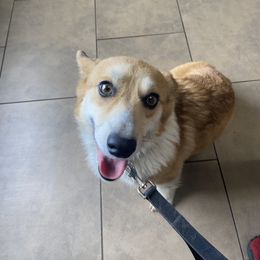 Owena - Pembroke Welsh Corgi
