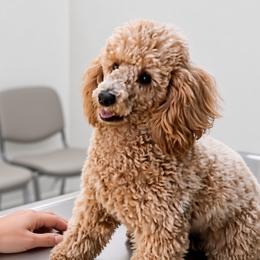 Jenny - Poodle