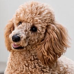 Jenny - Poodle