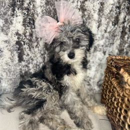 Korean Plum Cashew - Merle Goldendoodle puppy in Charlotte, North Carolina from Ben and Jerry Doodles