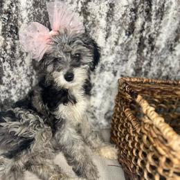 Korean Plum Cashew - Merle Goldendoodle puppy in Charlotte, North Carolina from Ben and Jerry Doodles