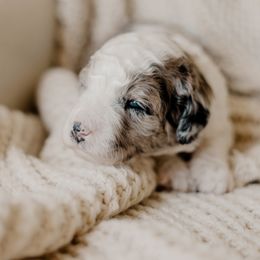 Mimosa - Merle female Sheepadoodle puppy in Patterson, California from Dooling Doodles