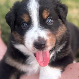 Teddy (Teal collar) - Black tri-color Australian Shepherd puppy in Franktown, Colorado from Double NB Livestock LLC