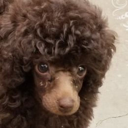 Poodles from Ashcroft Poodles