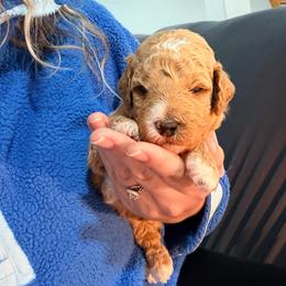 Light pink collar - Apricot female Goldendoodle puppy in Ottawa, Kansas from Kansas Country Doodles