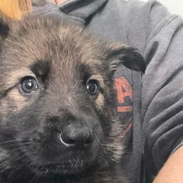 Dancer (lime collar) - Sable female German Shepherd puppy in Canterbury, Connecticut from Nachtwaechter German Shepherds, LLC