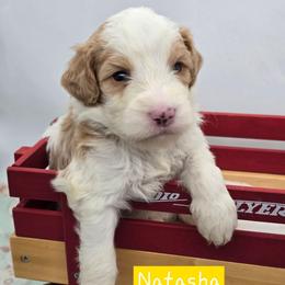 Natasha - Red female Bernedoodle puppy in Neillsville, Wisconsin from Granton Creek
