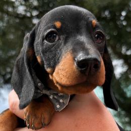 Gray collar - Black and tan male Dachshund puppy in Ocala, Florida from Dalmar Floridachs