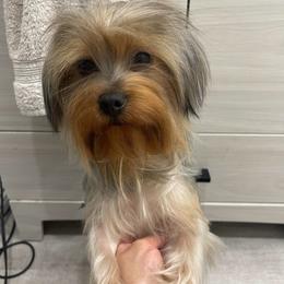 Yorkshire Terrier puppies from Crystal Garden Yorkies