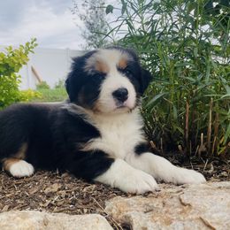Denali - Blue merle female Australian Shepherd puppy in Mantua, Utah from Rocky Mountain Aussies