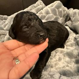 Aries - Black male Poodle puppy in Bakersfield, California from Pedigree Poodles