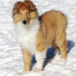 Collie puppies from Val Hi Collies