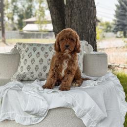 Black collar boy - Red  male Goldendoodle puppy in Spokane, Washington from Dream Doodles in Spokane WA