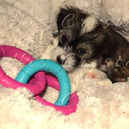 Girl 3 - Chinese Crested puppy in Monmouth, Maine from His Cresteds
