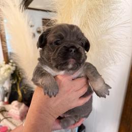 Anastasia (Stacy) - Blue female French Bulldog puppy in Chesnee, South Carolina from Michael & Raisa