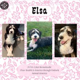 Elsa - Bernedoodle