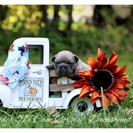 Dachshund and French Bulldog Puppies from Black Thunder 517 Cane Corso and Dachshunds