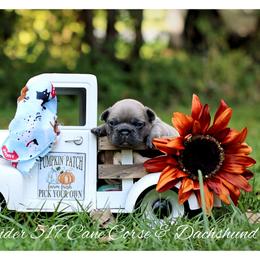 Dachshund and French Bulldog Puppies from Black Thunder 517 Cane Corso and Dachshunds